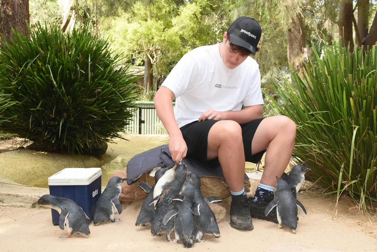 フェザーデール・シドニー野生動物公園:一般入場チケット 岩の上に座って、近くに涼しい緑のある屋外の環境で小さなペンギンにエサをあげている人。