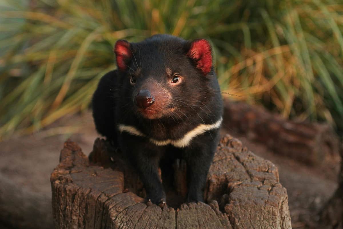 Bonorong Night Tour A Tasmanian devil with a white chest patch sits on a tree stump, surrounded by green foliage.