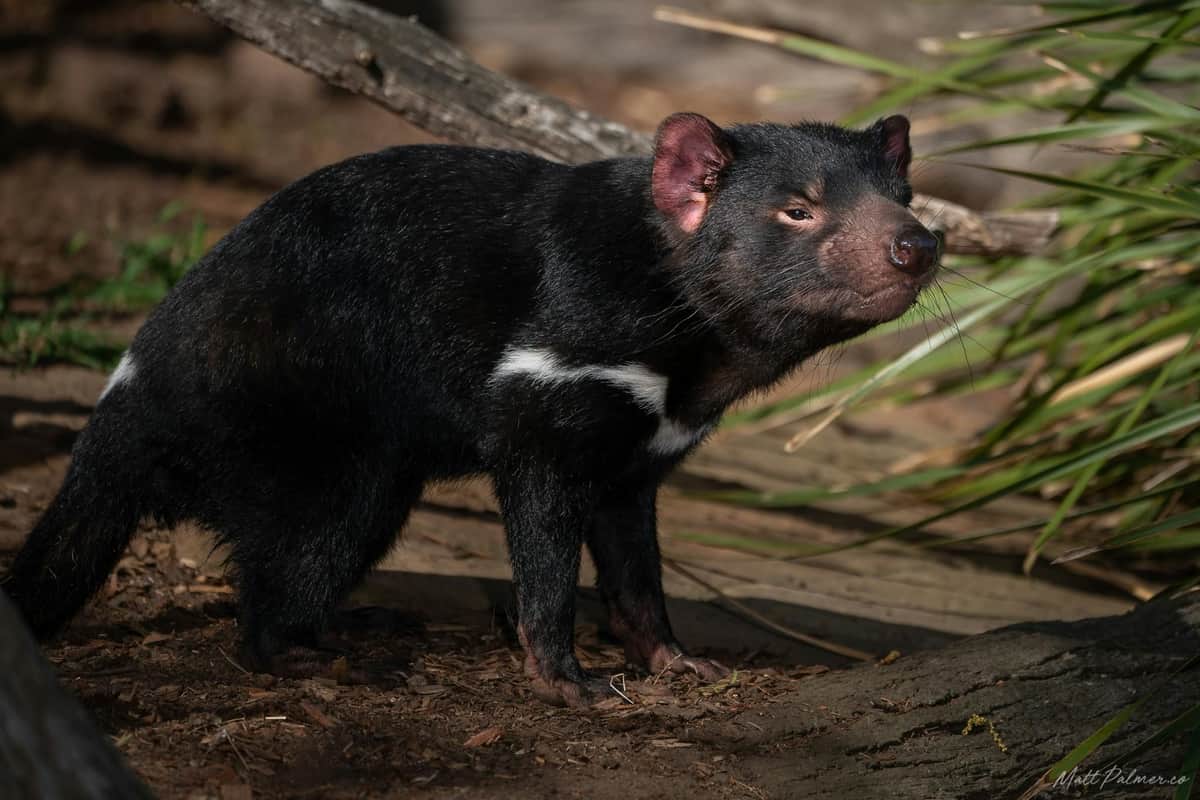 Bonorong Wildlife Sanctuary: Entry Ticket A Tasmanian devil with dark fur and white chest markings stands on the forest floor with plants and a log in the background.