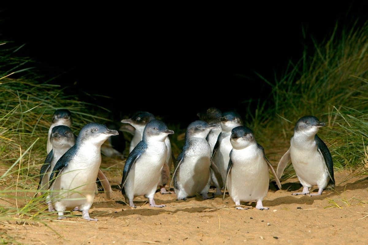Penguin Parade + Moonlit Sanctuary Wildlife Park: Day Trip from Melbourne Penguins are walking at Summerlands Beach.
