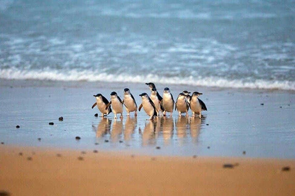 Phillip Island: 3 Parks Pass Phillip Island 3 Park Pass