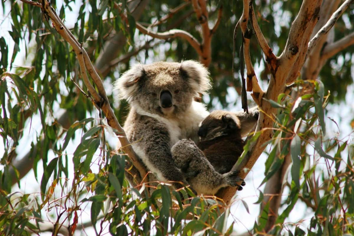 Phillip Island Nature Parks: Koala Conservation Reserve Entry A koala and its baby sitting in a eucalyptus tree surrounded by green leaves.