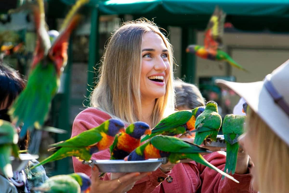 Currumbin Wildlife Sanctuary: Entry Ticket Lorikeet feeding daily from 8:00am & 4:00pm