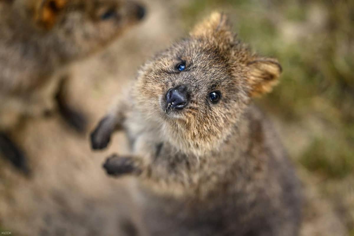 Featherdale Sydney Wildlife Park: Entry Ticket A close-up of a quokka looking up with a curious expression, with blurred background and another quokka partially visible.