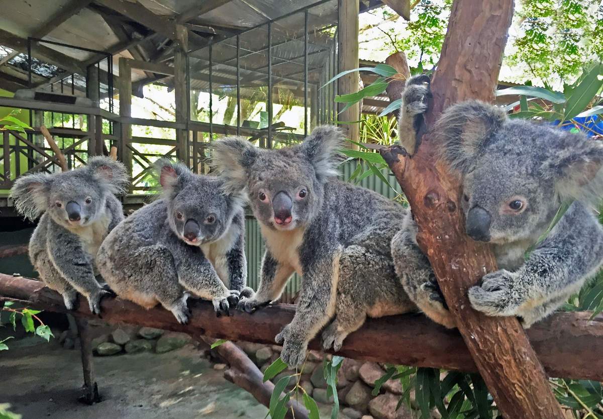Rainforestation Nature Park & Australian Butterfly Sanctuary Five koalas sitting on branches inside an enclosure with glass windows and greenery.