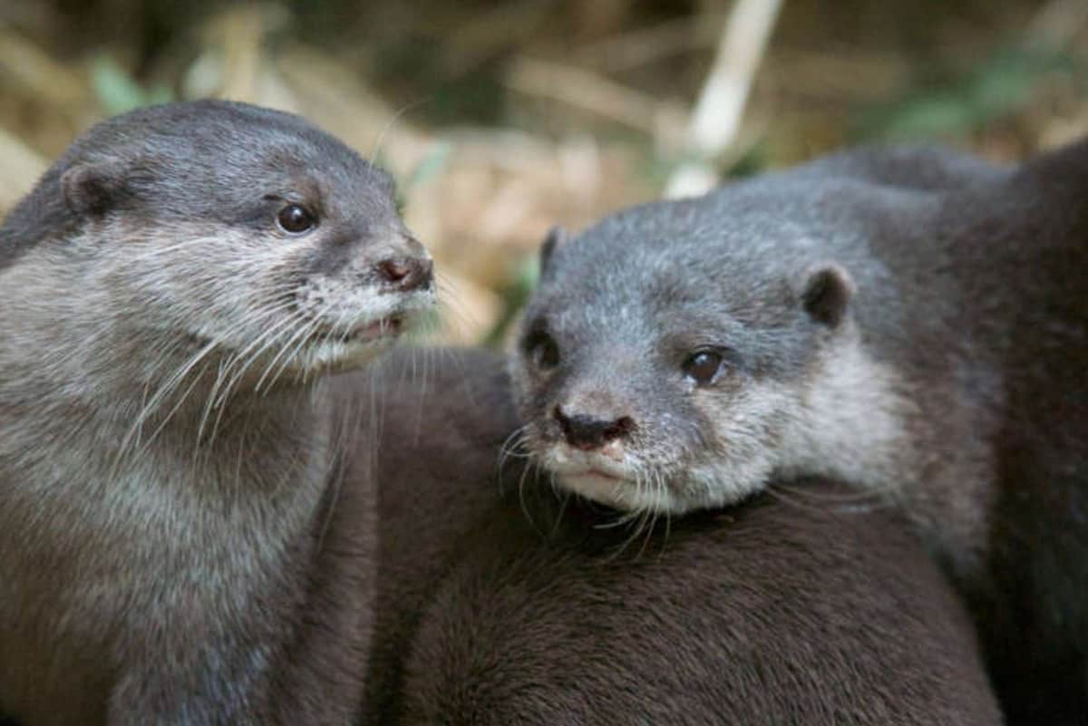 Melbourne Zoo: Toegangsticket Twee otters met grijze vacht dicht bij elkaar, de ene kijkt naar voren en de andere opzij, in een natuurlijke omgeving.