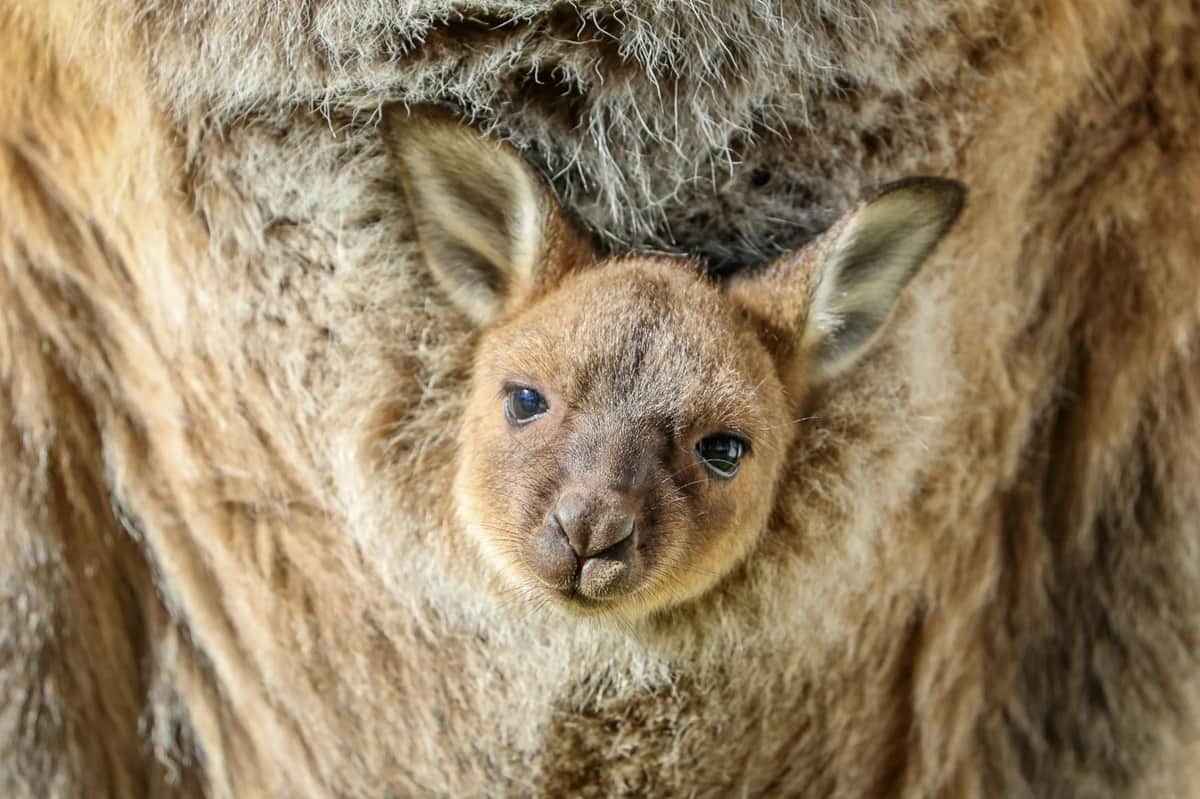Sydney Zoo: Entry Ticket Immerse yourself in our Bungarribee Wildlife Experience.
