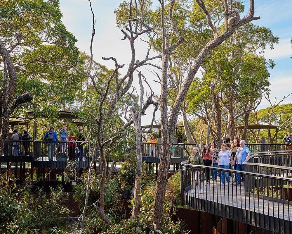 Taronga Zoo Sydney: Entry Ticket + Return Ferry Photo of product