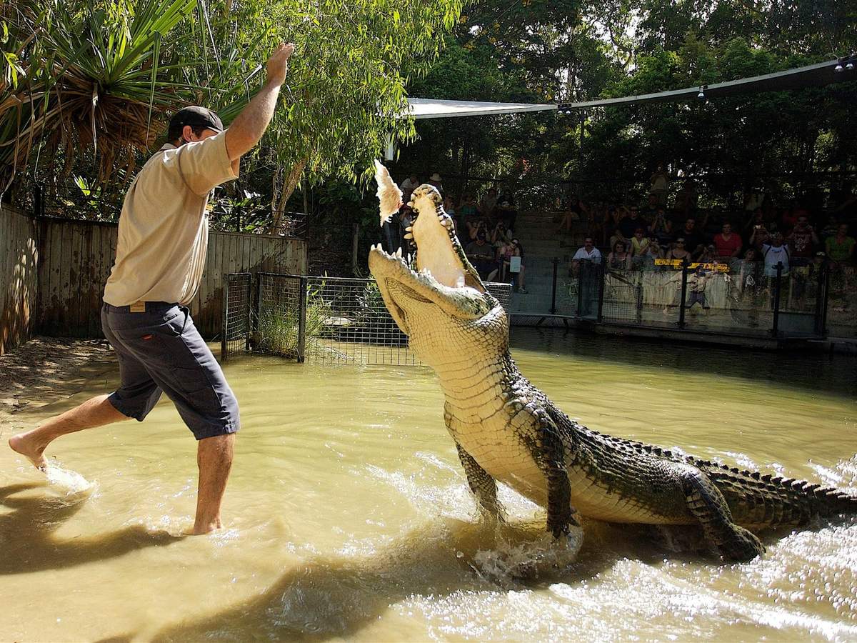 Hartley's Crocodile Adventures: Roundtrip from Cairns A man feeds a large crocodile in a shallow, fenced area while spectators watch from a platform in the background.