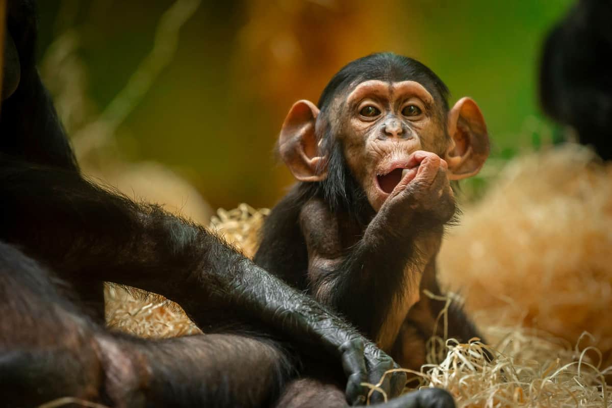 ZOO Antwerpen: Entry Ticket Little chimpanzee, Zabari, of Antwerp ZOO