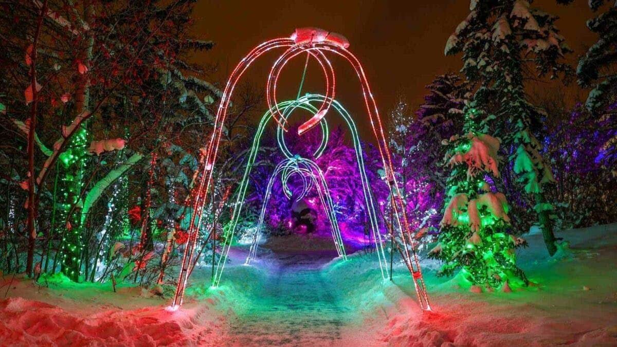 ワイルダー研究所のカルガリー動物園: ズーライト入場券 雪に覆われた小道の上にあるカラフルな光で飾られた輝くアーチは、夜間には照らされた木々に囲まれています。
