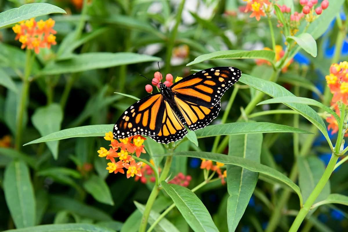 Niagara Falls Butterfly Conservatory: Entry Ticket A monarch butterfly rests on vibrant orange and yellow flowers surrounded by green leaves.