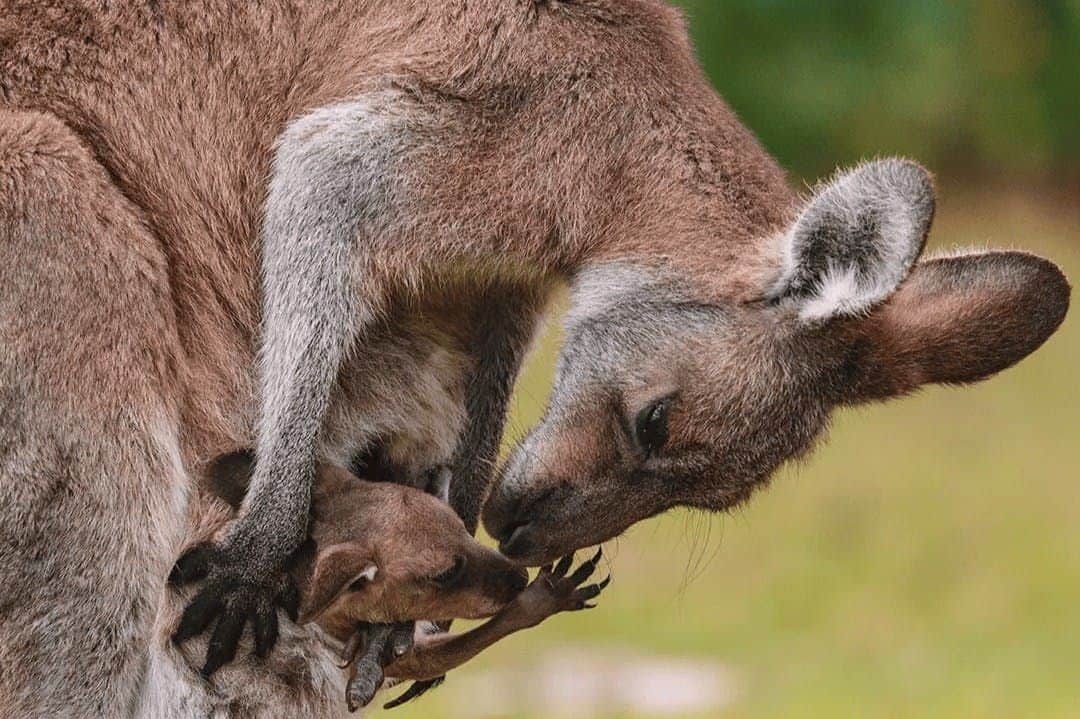 Toronto Zoo: Entry Ticket A kangaroo tending to a joey in its pouch, with a green blurred background.