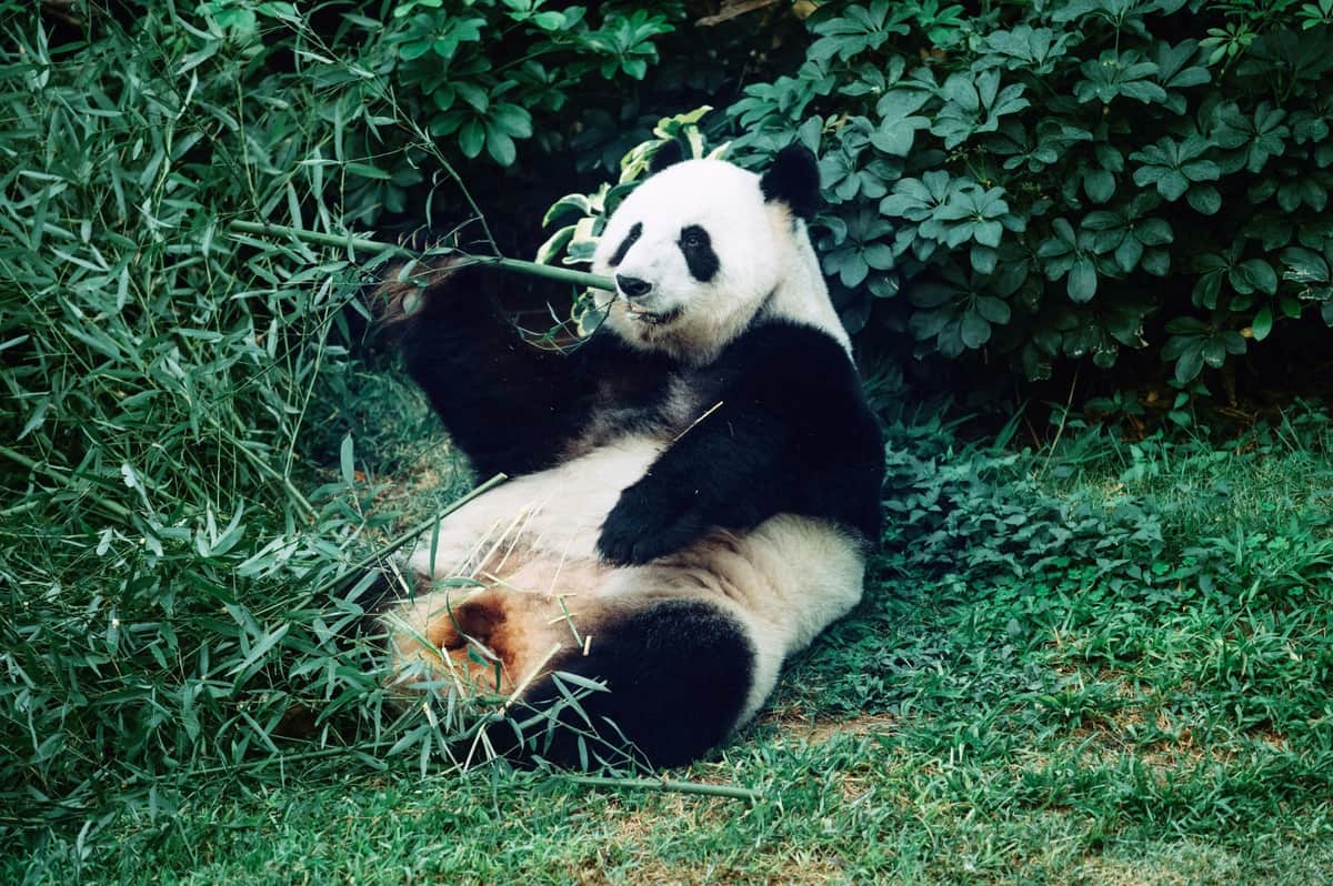 香港オーシャンパーク:入場券 緑の葉に囲まれ、竹を食べながら草の上に座っているジャイアントパンダ。