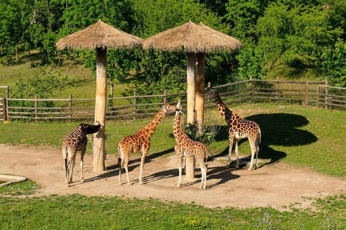 Prague Zoo: Entry Ticket + Audio Guide Four giraffes standing near two wooden structures with thatched roofs in a grassy enclosure surrounded by trees.