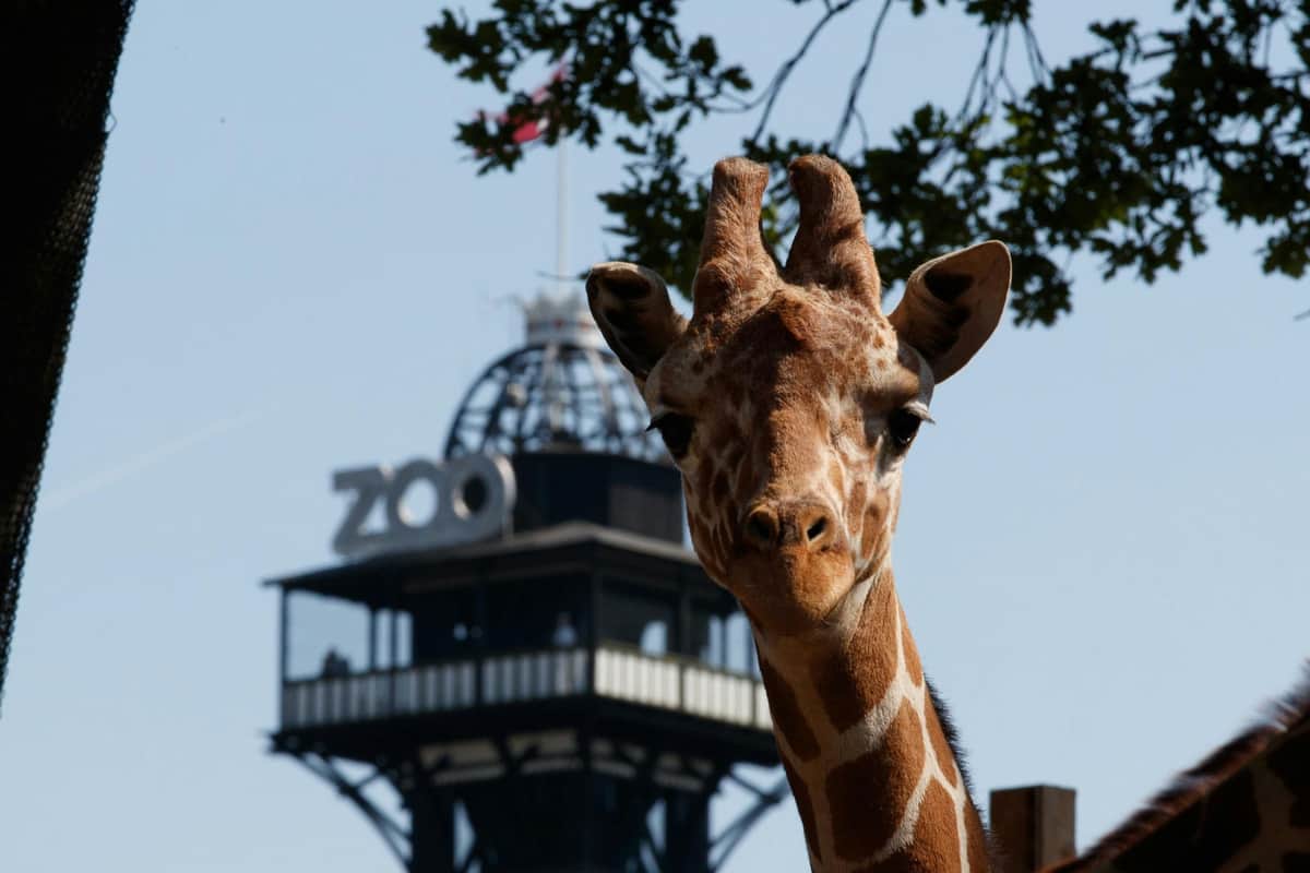 Copenhagen ZOO: Skip The Line Ticket Copenhagen ZOO