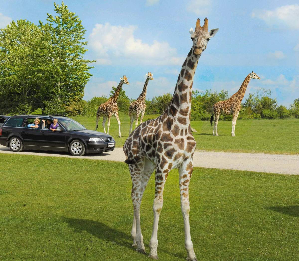 Givskud Zoo - Zootopia: Entry Ticket A group of giraffes stands on grass near a black car with people inside, under a blue sky with scattered clouds.
