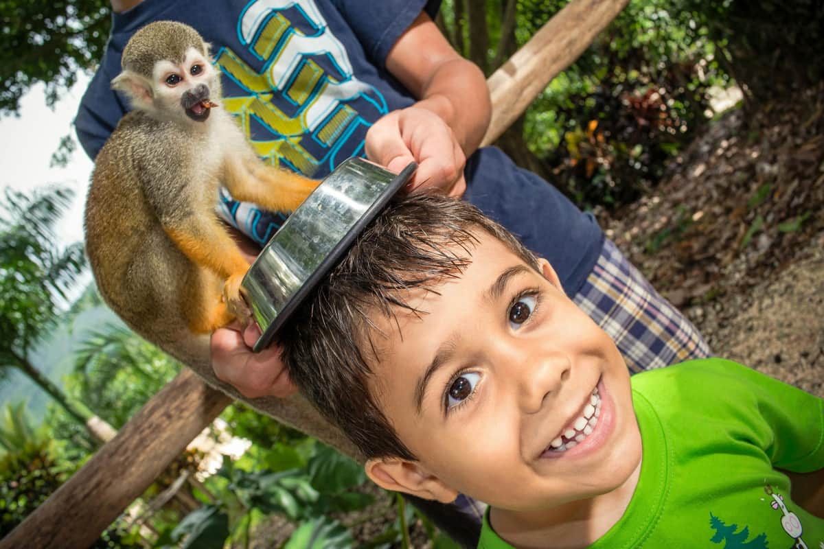 Monkeyland and Plantation: Guided Tour + Tasting + Roundtrip Transfer The text is already in English.