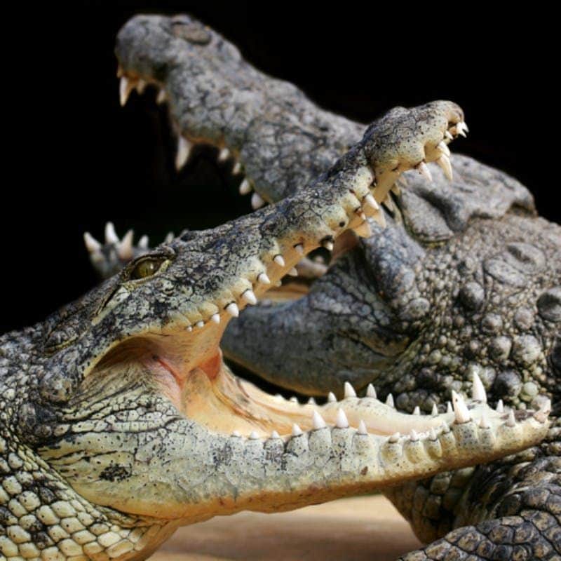 Alligator Bay: Entry Ticket Two crocodiles with open mouths displaying sharp teeth, positioned against a black background.