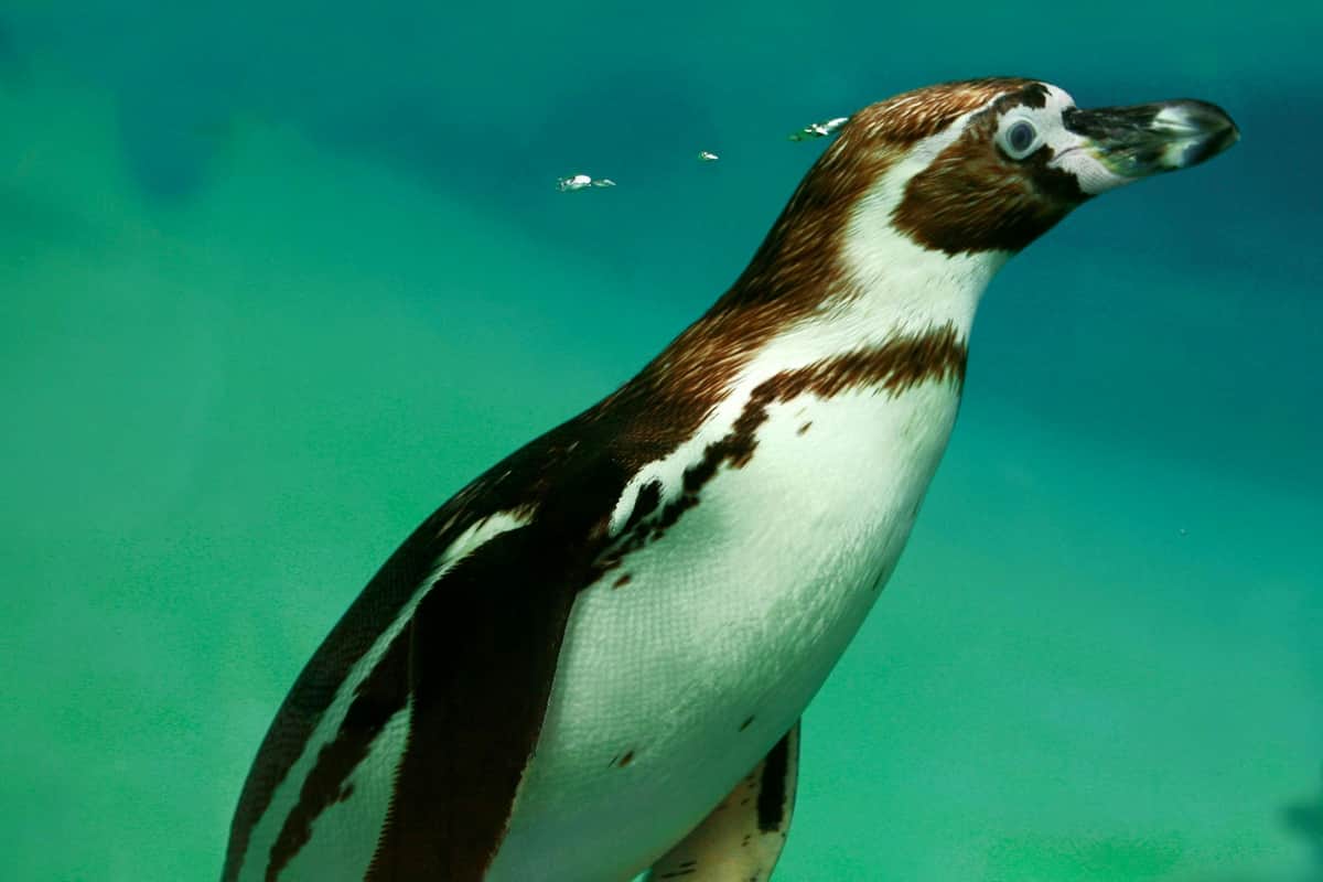 Zoo de Champrépus: Entry Ticket A penguin swims underwater in a greenish aquatic environment.