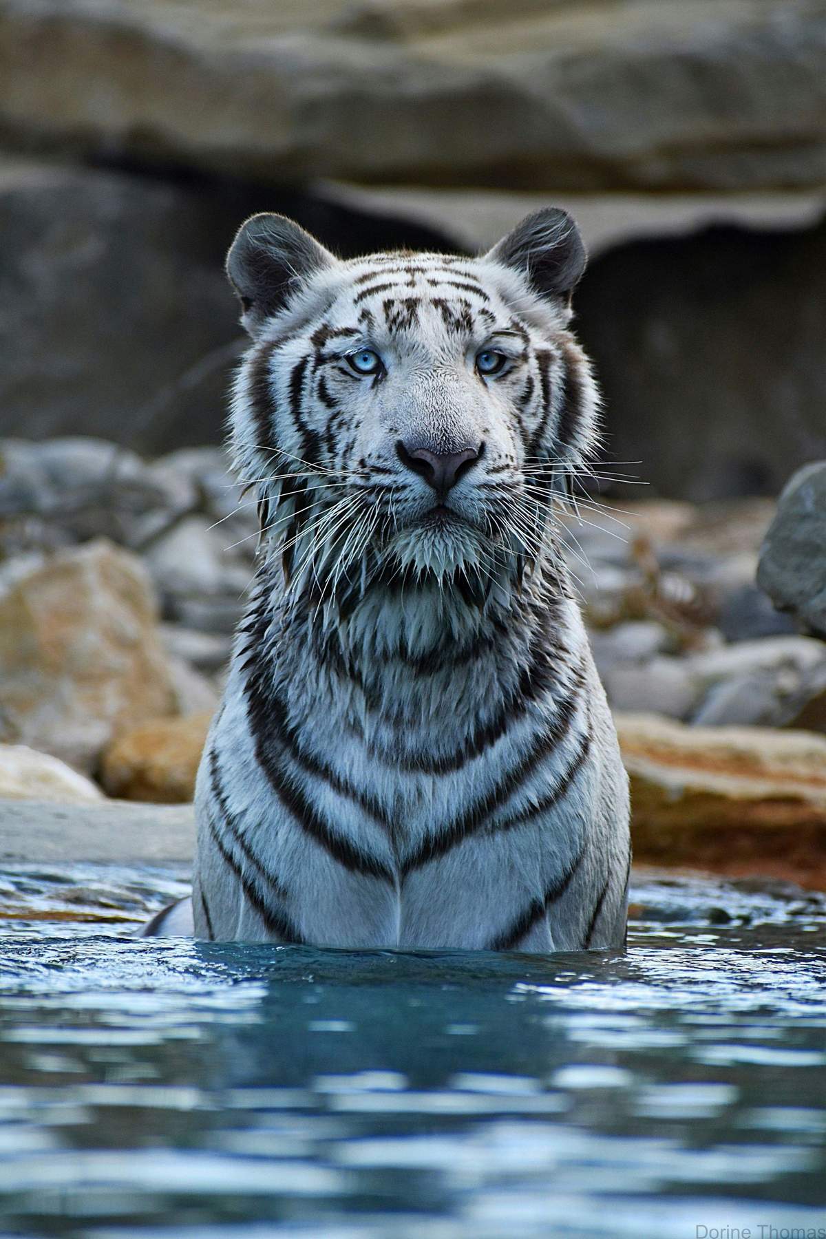 Barben Animal Park: Entry Ticket A white tiger with blue eyes stands chest-deep in water, with rocks in the background.