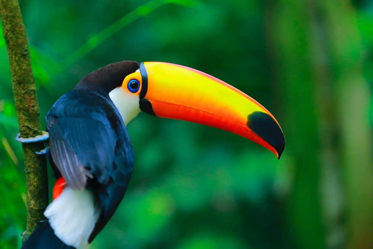 Zoo de Labenne: Entry Ticket A toucan with a colorful large beak against a vibrant green blurred background.