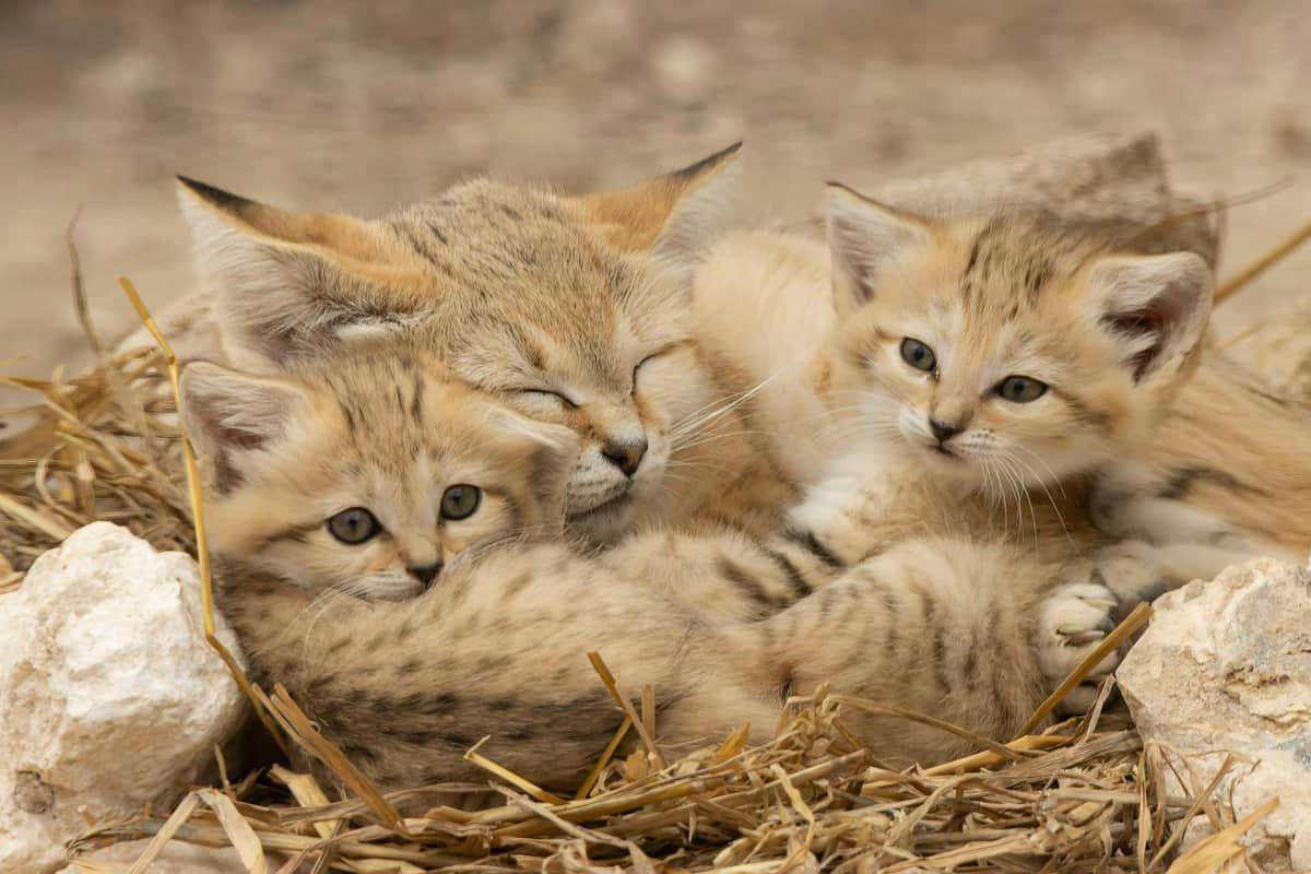 Lumigny Safari Reserve & Terre de Singes: Entry Ticket Sand Cat