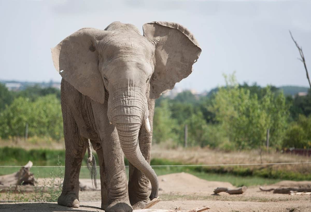 Safari de Peaugres: Entry Ticket An elephant standing on dry land with greenery and bushes in the background on a sunny day.