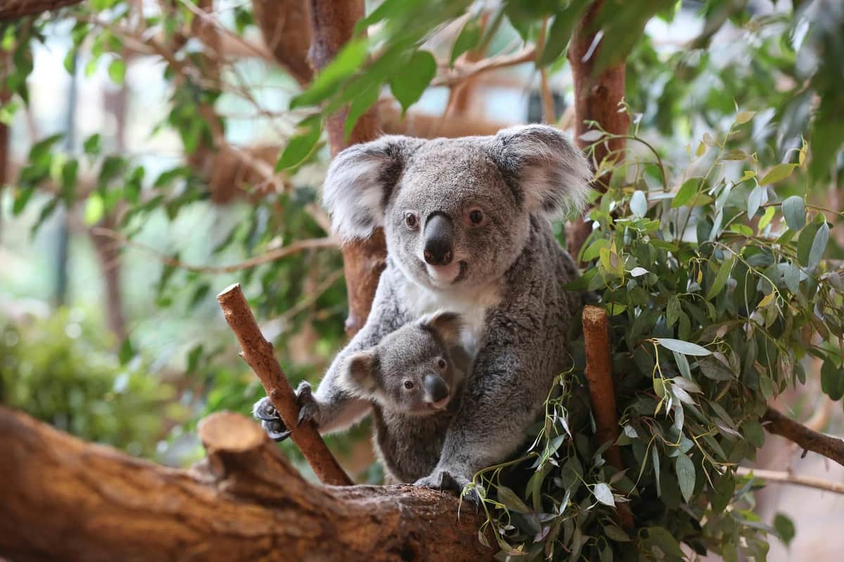 ZooParc de Beauval: Entry Ticket A mother koala and her baby cling to tree branches, surrounded by green foliage.