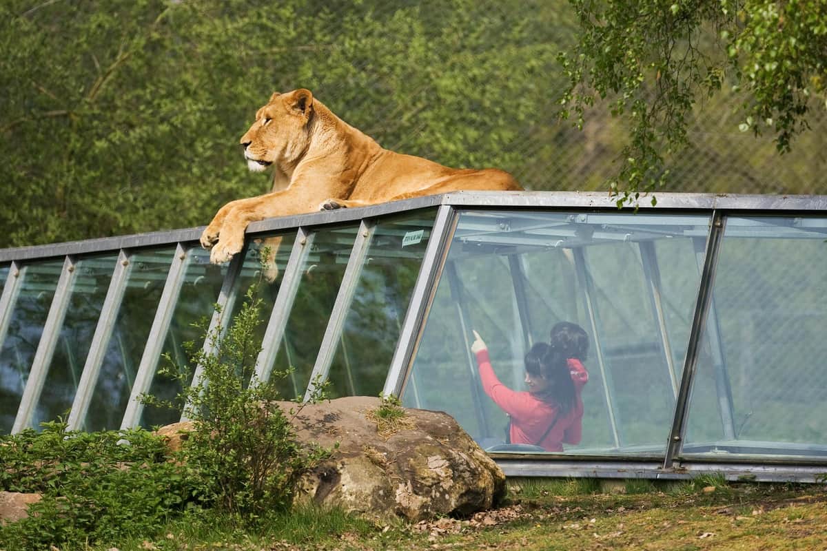 Safari Thoiry: Entry Ticket .