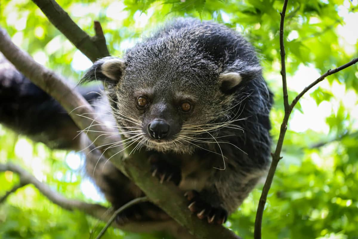Berlin: Felidae Wildcat and Species Conservation Center Barnim Guided Tour Binturong Bintang in the wild cat center