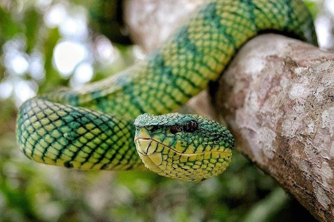 Bali Reptile Park: Entry Ticket Bali Reptile Park