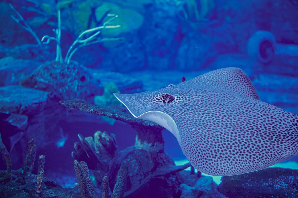 Marine Safari Bali: Toegangsticket + lunch Een gevlekte pijlstaartrog die langs koraal zwemt in een onderwateromgeving met een blauwe achtergrond.
