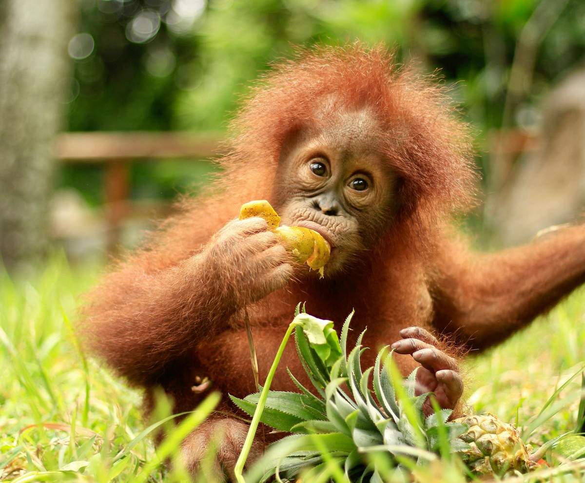 Lombok Wildlife Park: Entry Ticket A baby orangutan with reddish fur sits on grass, holding and eating a piece of fruit, with greenery in the background.