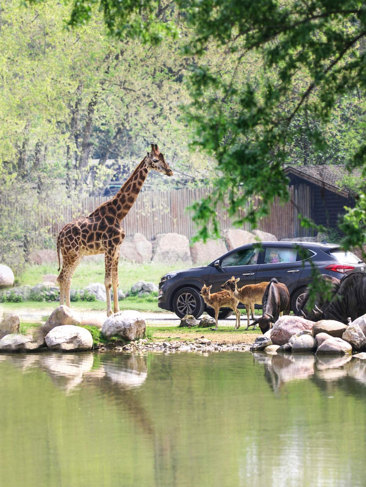 池の近くにキリンなどの動物が立っています。車が1台、中には2人の人が見えます。 木々や木造の建物もあります。