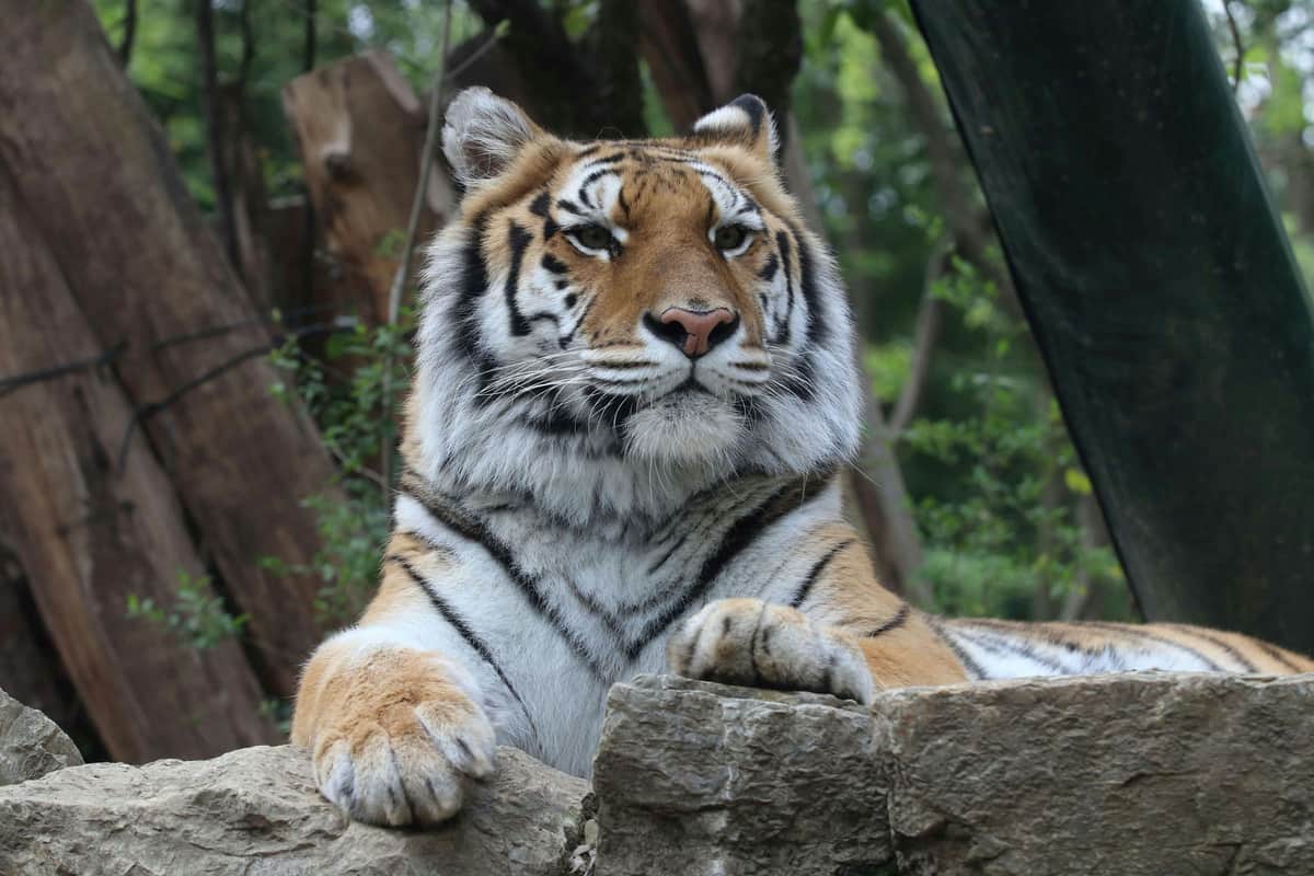Pistoia Zoological Garden: Entry Ticket A tiger laying calmly on a rock with trees and greenery in the background.