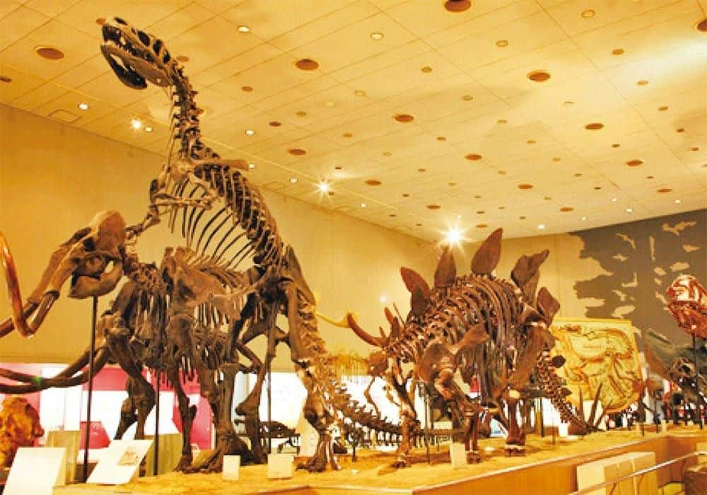 Dinosaurierskelette, ausgestellt in einem gut beleuchteten Ausstellungsraum eines Museums.