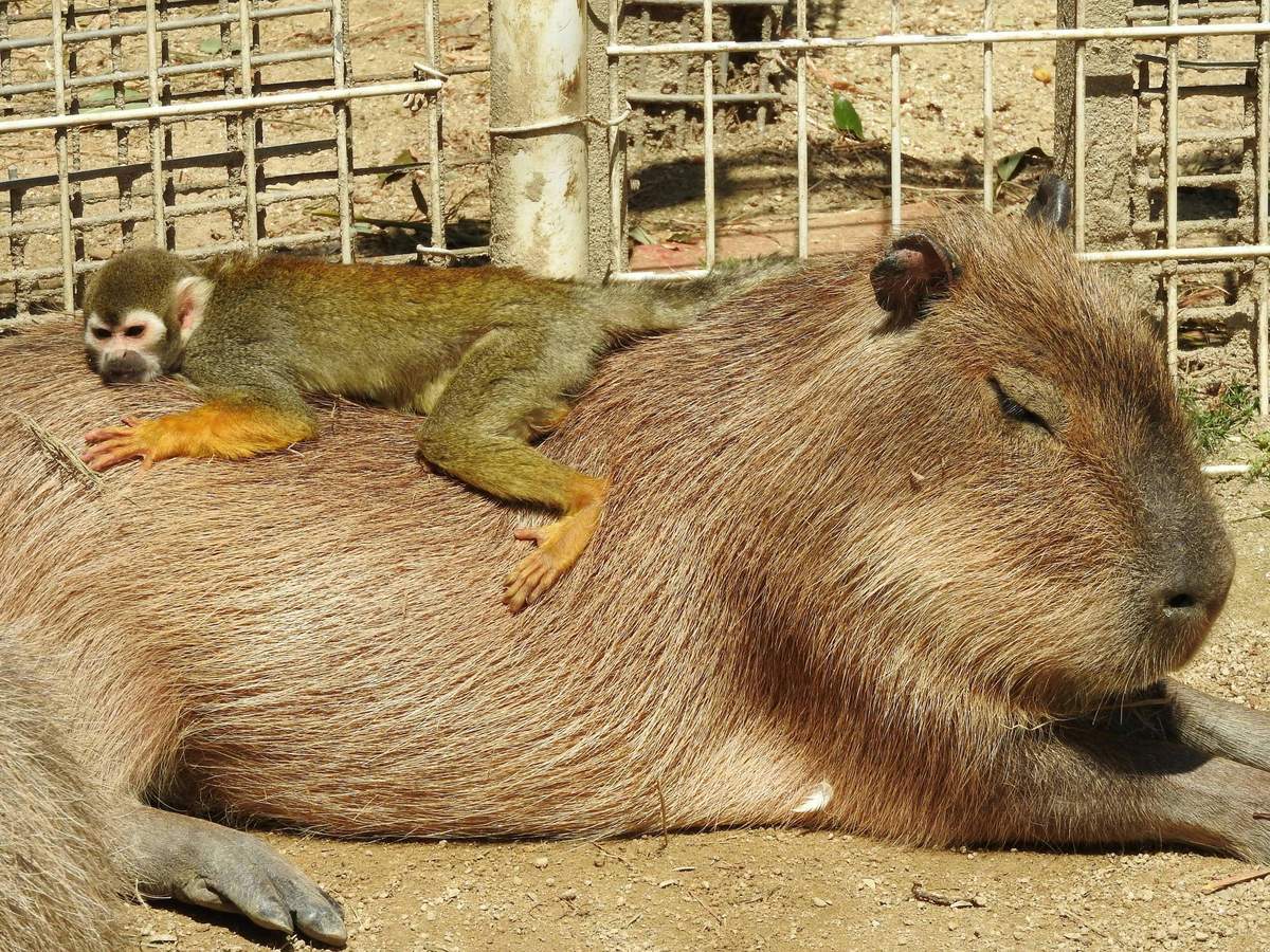東武動物園:入場券 天気のいい日には、囲いの中のカピバラの背中にサルが横たわっています。