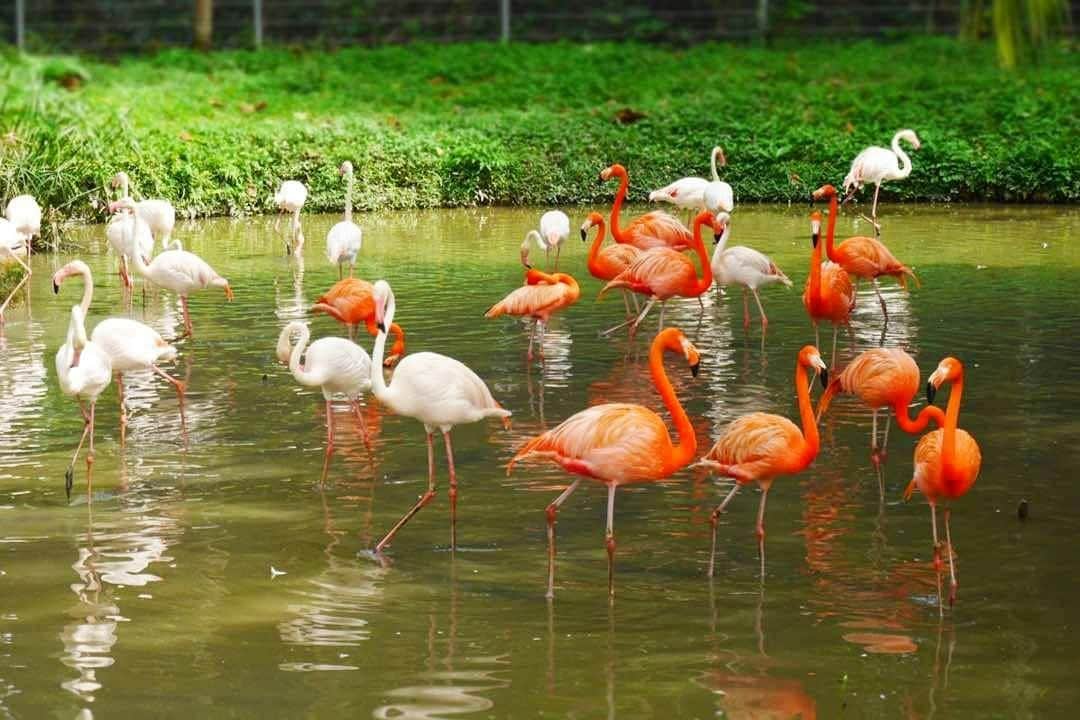 マレーシア国立動物園:非マレーシア人入場券&パンダ保護センター 緑に囲まれた浅い池に立つピンクと白のフラミンゴの群れ。