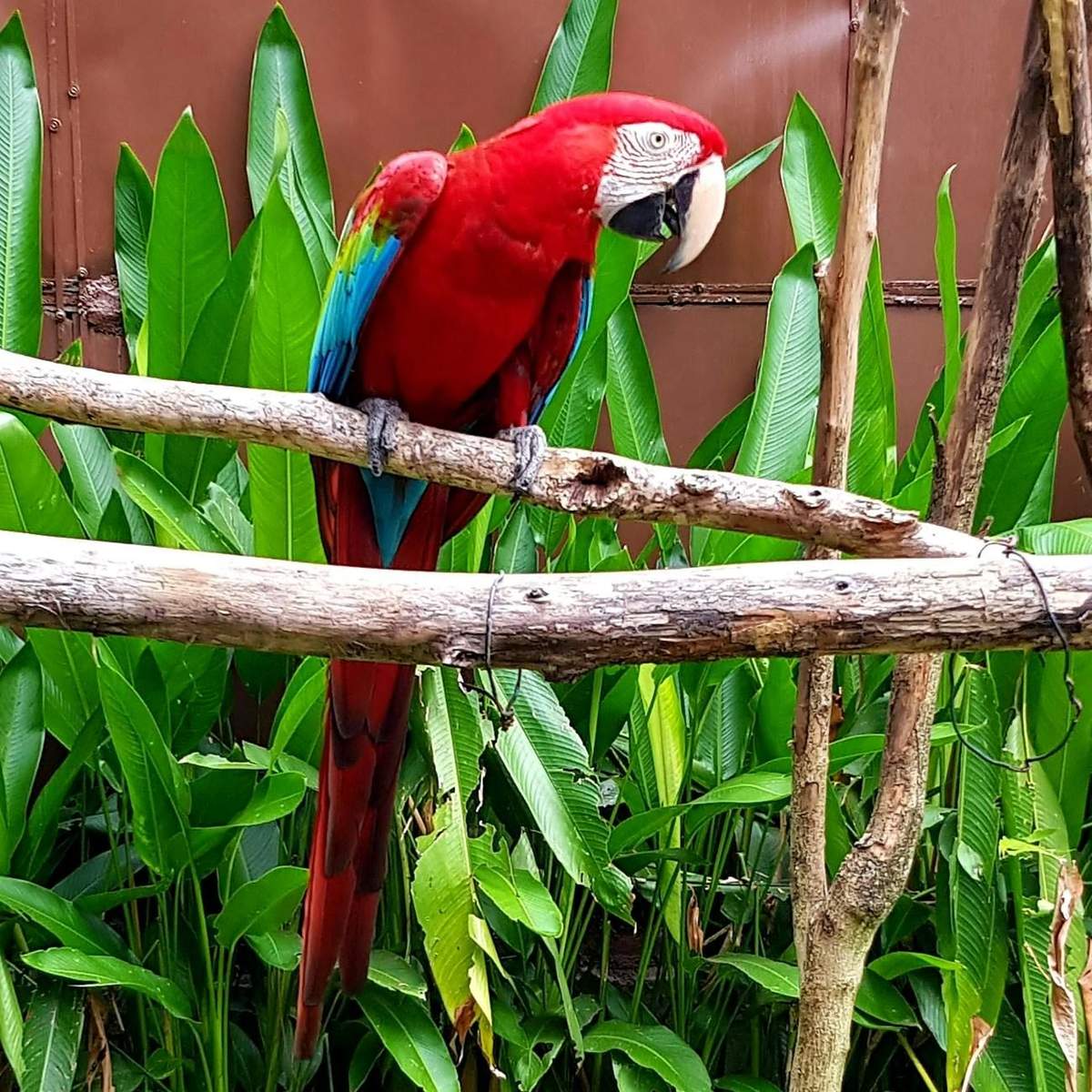 Um papagaio vermelho com asas azuis estava pousado num ramo de madeira, rodeado por uma folhagem verdejante.