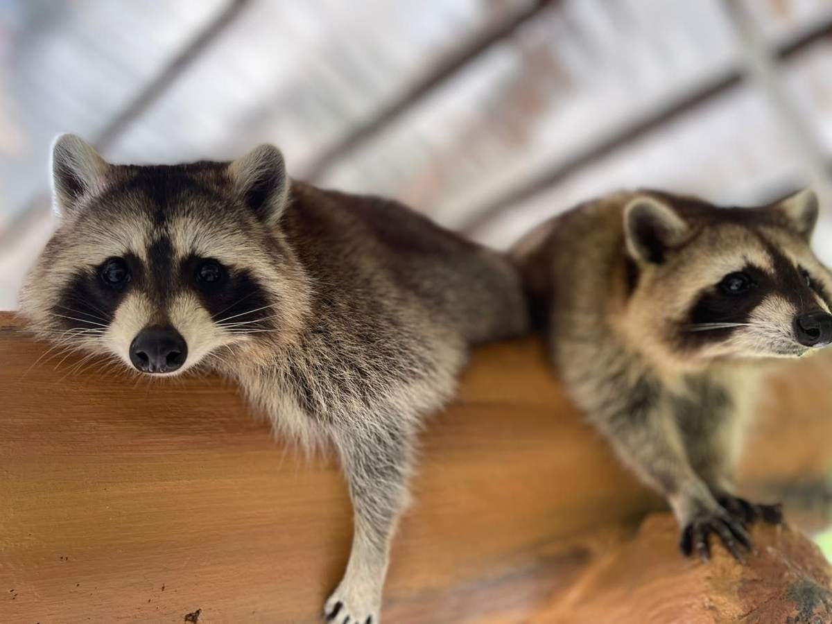 Two raccoons resting on a wooden log, with one looking at the camera and the other facing away.