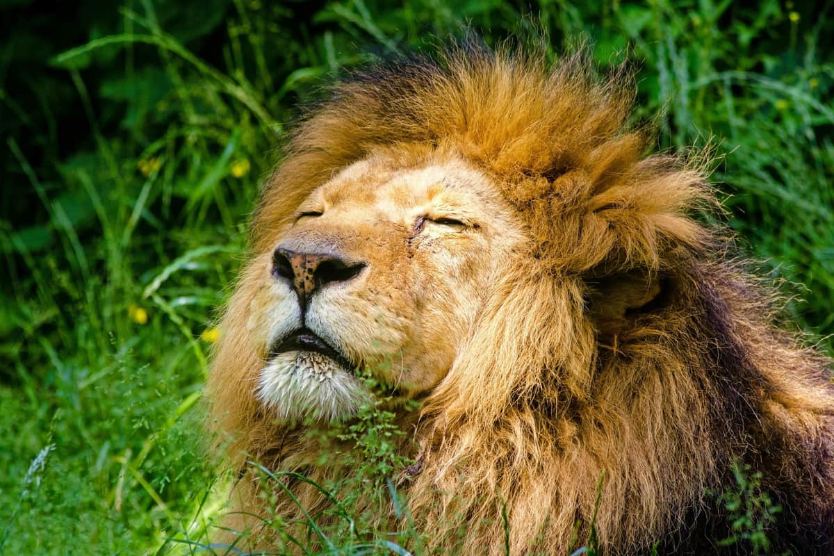 Krakow: Zoo + Hotel Transfer Lion
