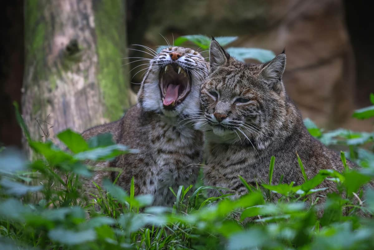 Lagos Zoo: Entry Ticket Two bobcats in tall grass; one is yawning, and the other is sitting calmly.