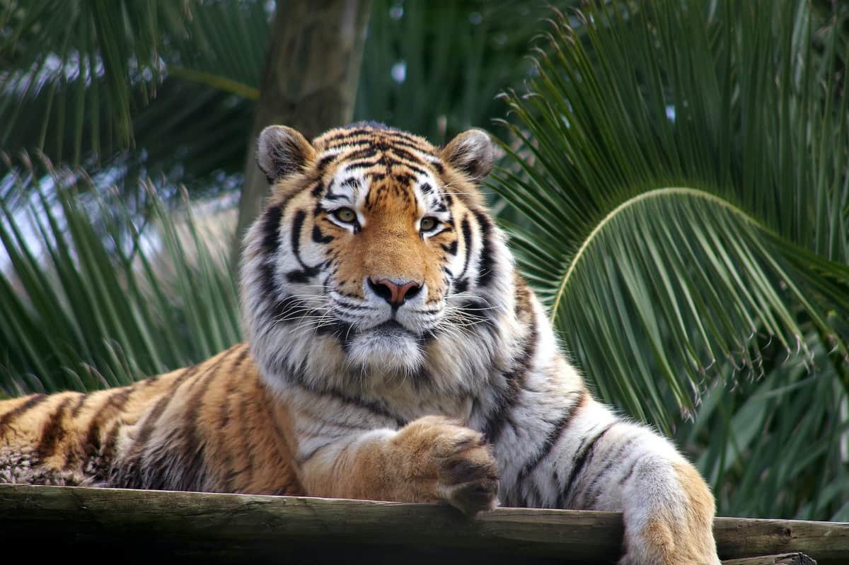 Lisbon Zoo: Fast Track Ticket A tiger lies on a wooden platform with palm fronds in the background, looking directly at the camera.