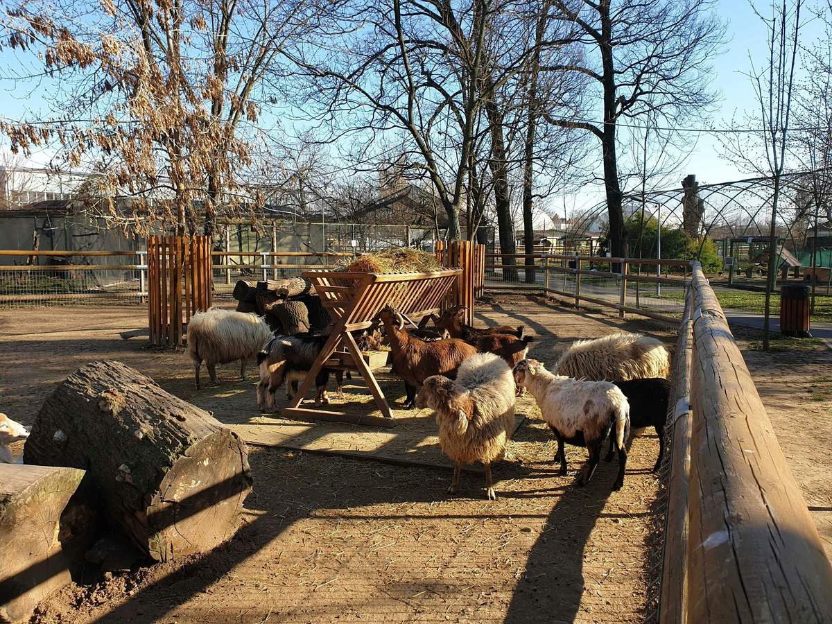 Oradea Zoo: Meet & Greet Sheep and goats gather around a wooden feeder in a fenced-in outdoor enclosure with bare trees and a log.