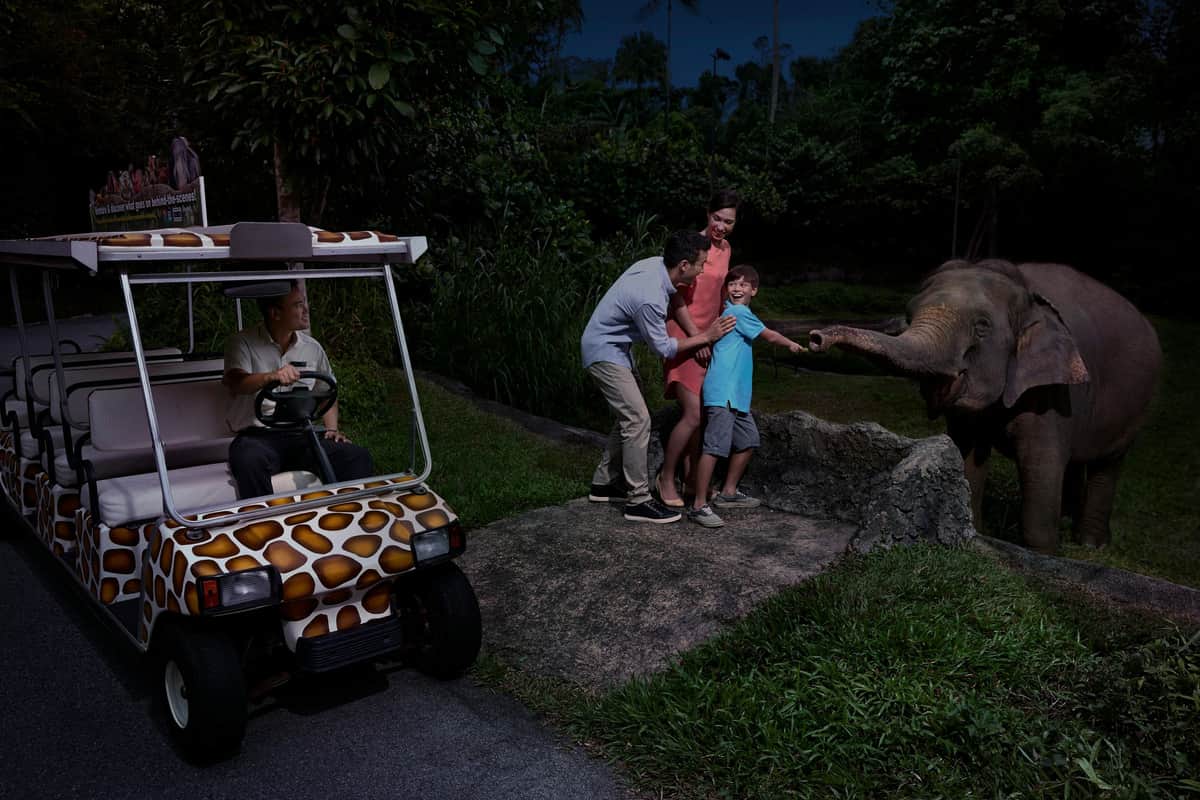 Singapore Night Safari: Eintrittskarte + Hin- und Rücktransfer Eine dreiköpfige Familie, die überrascht ist und einem Elefanten die Hand reicht, während ein Mann in einem mit einem Giraffenmuster bemalten Golfwagen zusieht.