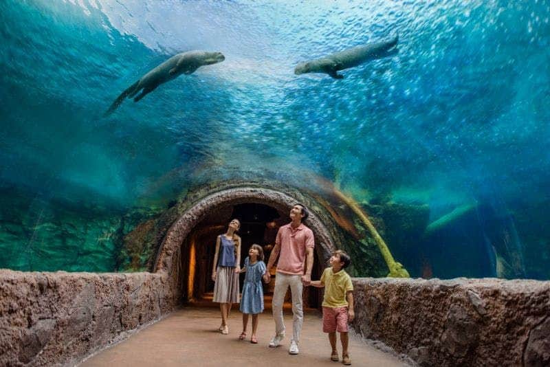 Flusswunder von Singapur: Eintrittskarte Eine vierköpfige Familie geht durch einen Unterwassertunnel und betrachtet zwei große Fische, die über ihnen in einem Aquarium schwimmen.