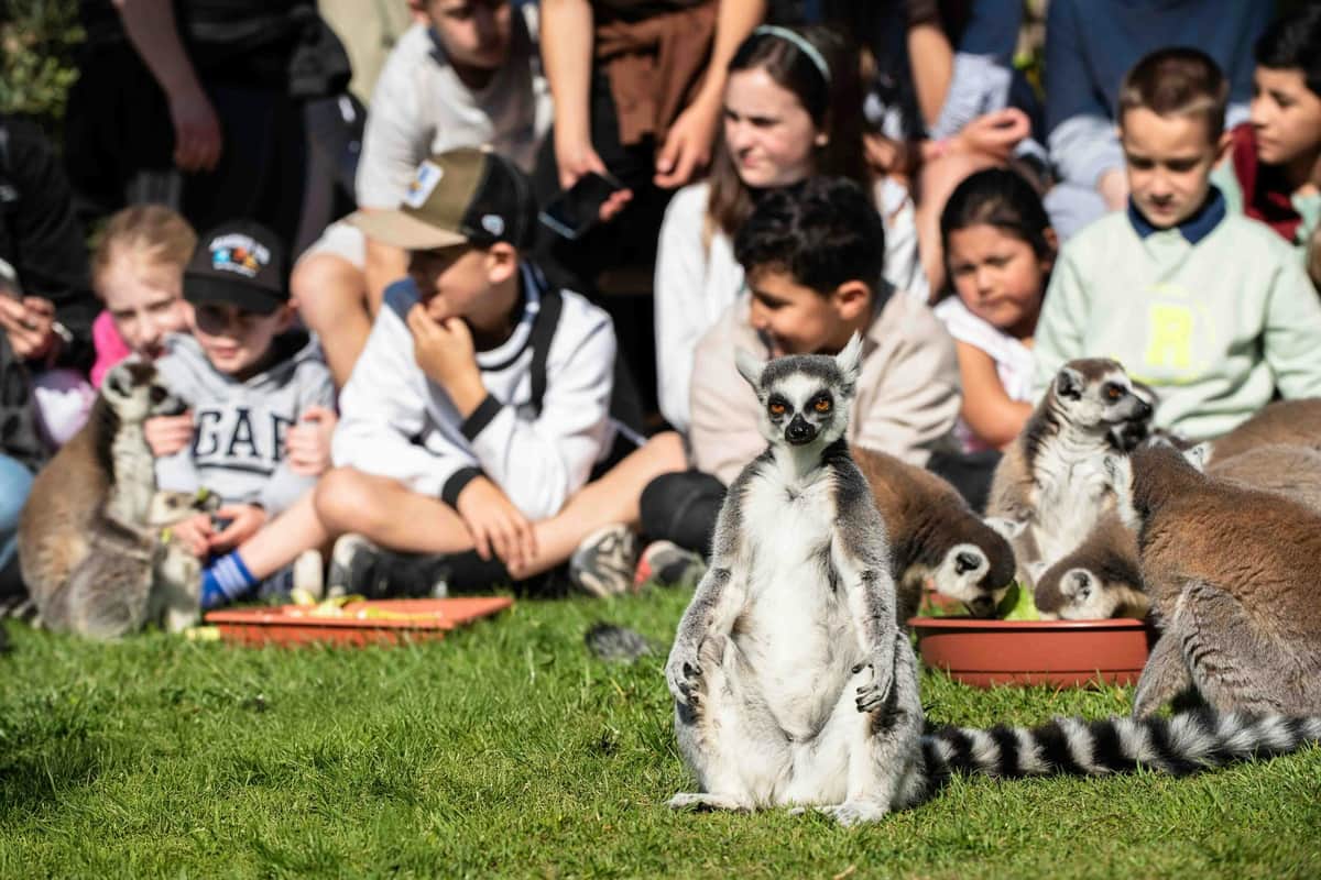 Sendanatura: Entry Ticket A lemur sitting upright on grass with a group of children seated in the background.