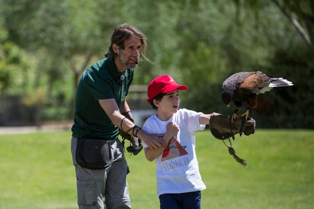 Sendaviva: Fast Track Ticket Raptor show.