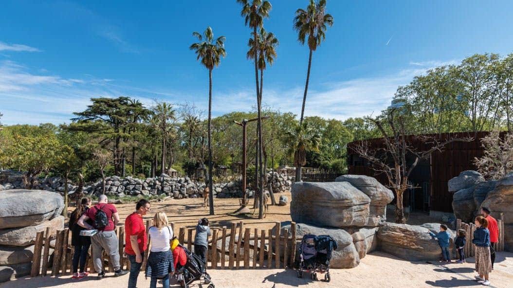 Barcelona Zoo: Skip The Line Ticket People stand near a wooden fence, under tall palm trees, at a zoo exhibit on a clear day. Two strollers are also visible.
